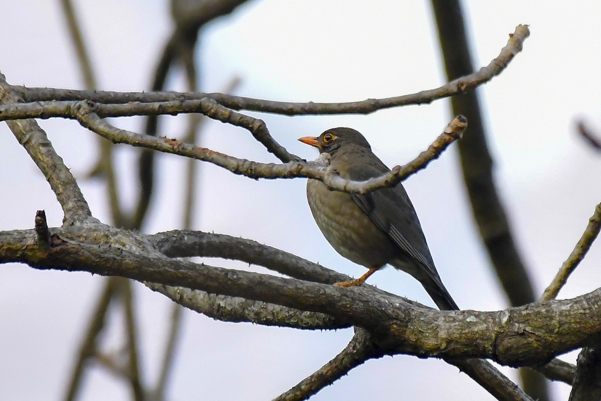 Indian Blackbird - Sathish Ramamoorthy