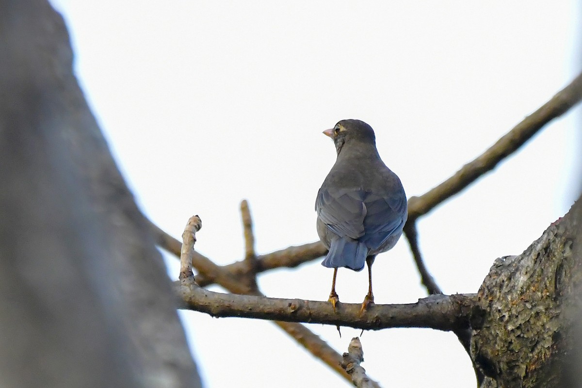 Indian Blackbird - Sathish Ramamoorthy