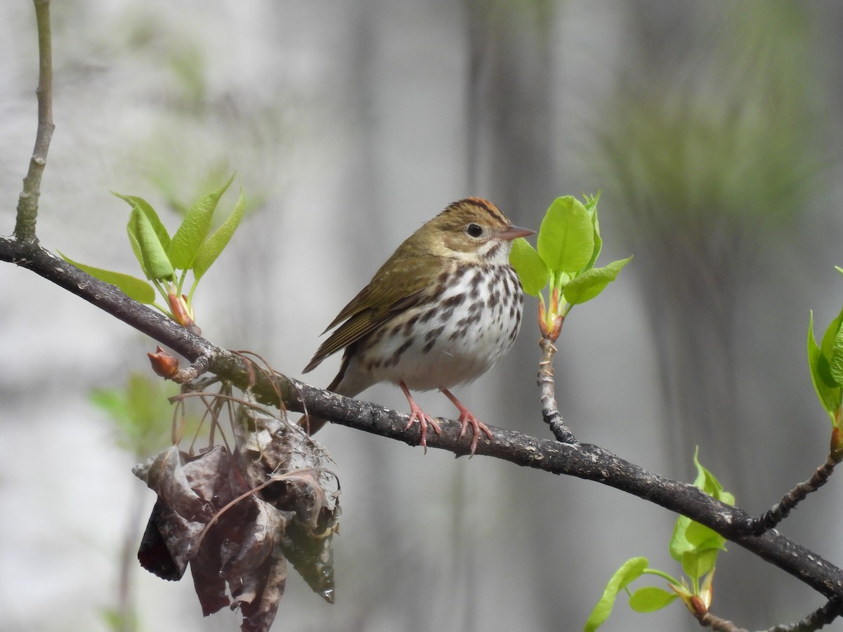 Ovenbird - ML619140081