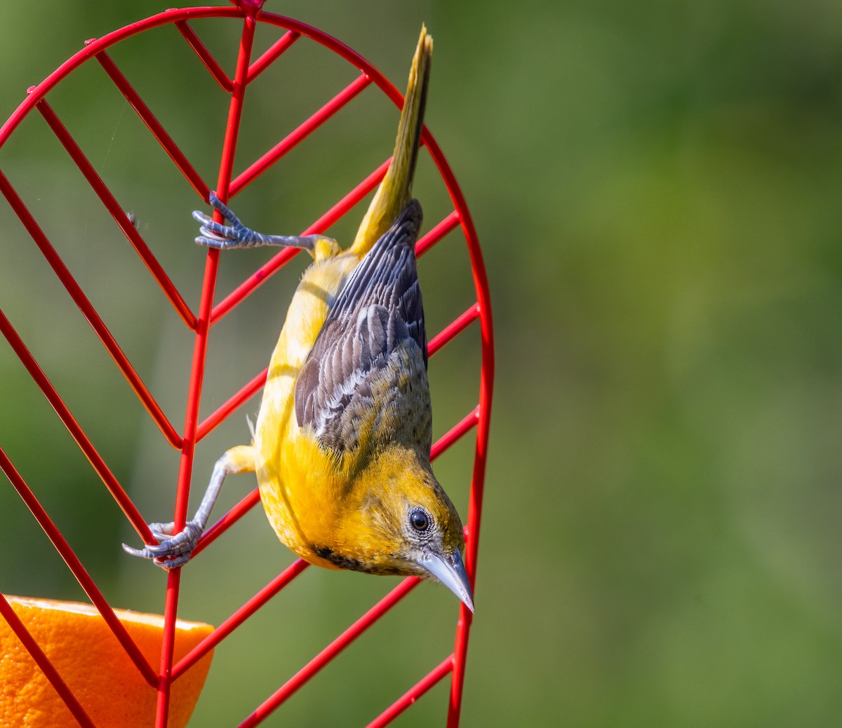 Baltimore Oriole - Jim Carroll