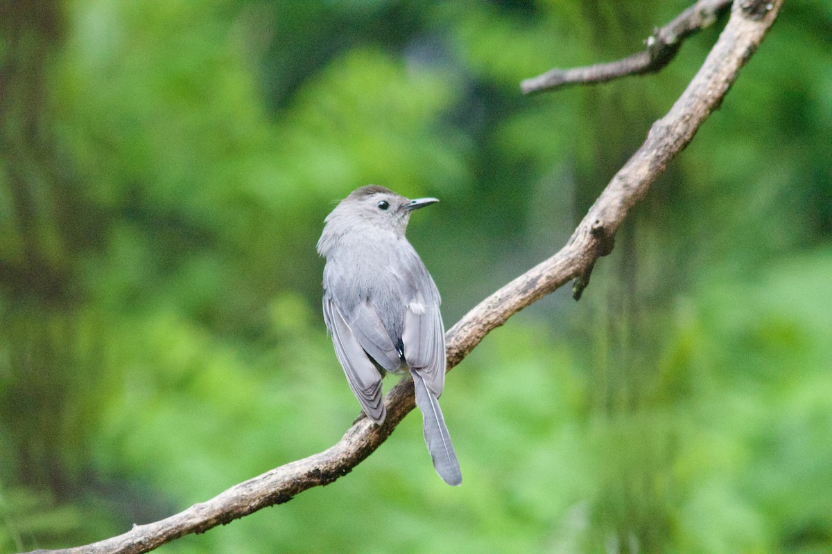 Pájaro Gato Gris - ML619140133