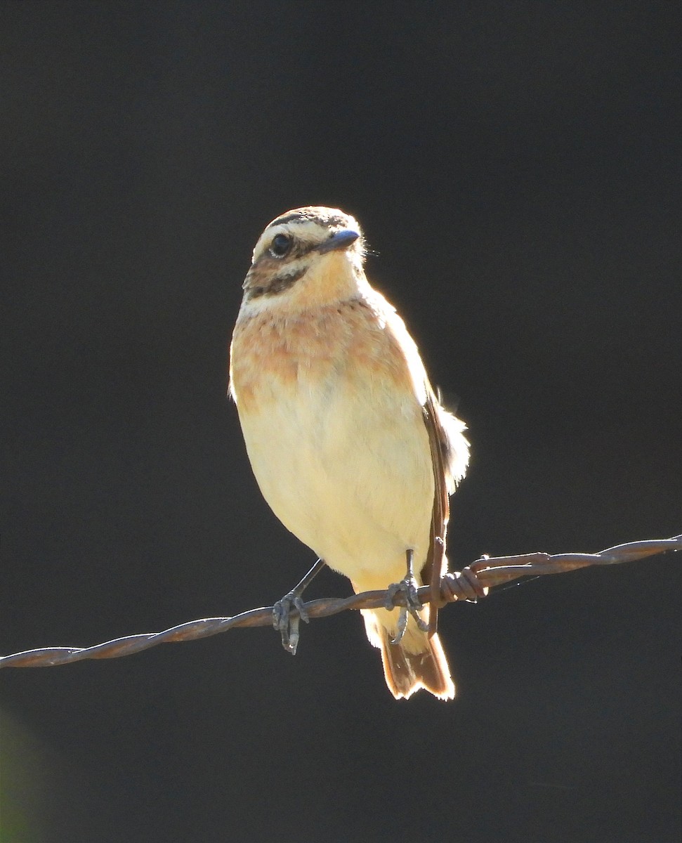 Whinchat - Antonio Varona Peña