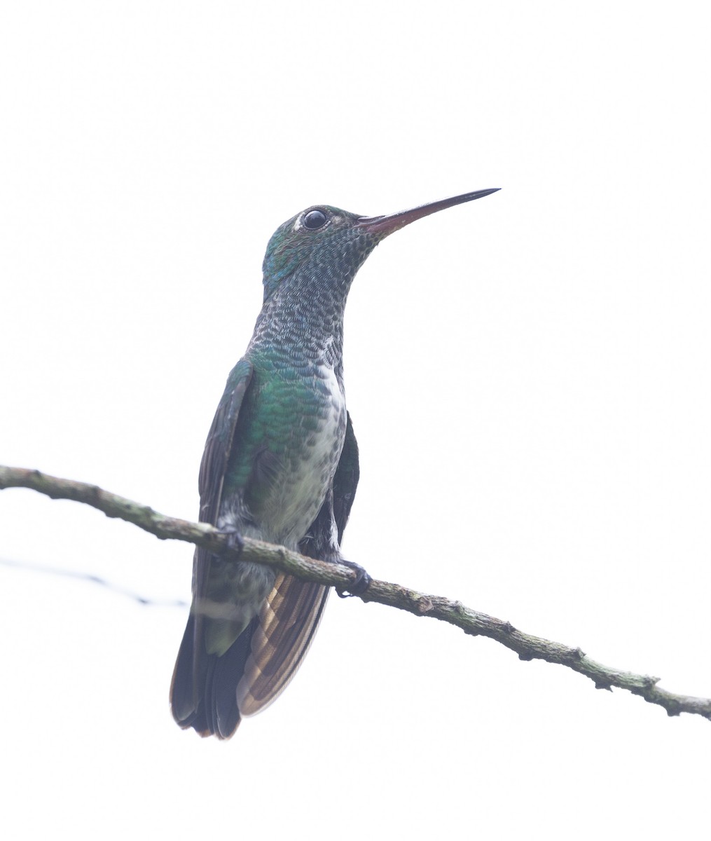kolibřík zrcadlový - ML619140146