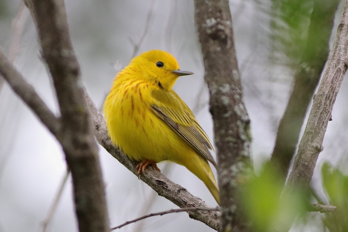 Yellow Warbler - william andermann