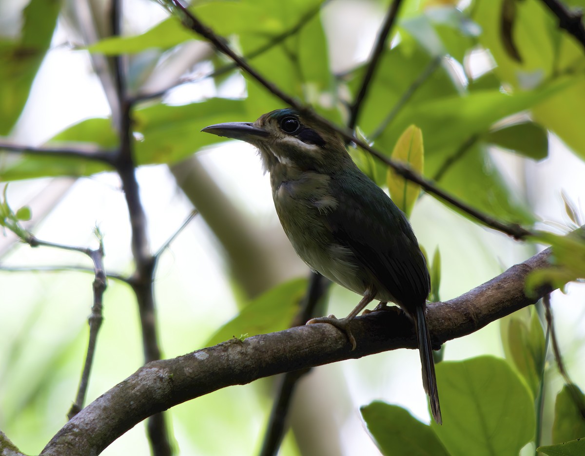 Tody Motmot - Wayne Gillatt