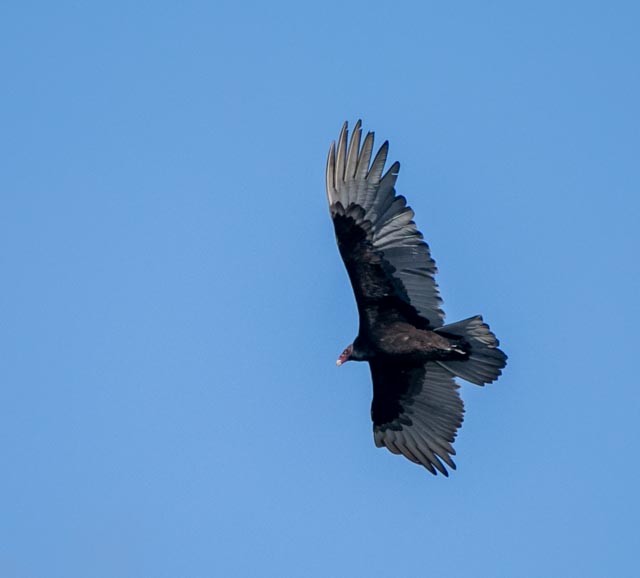 Turkey Vulture - Hoeckman's Wildlife