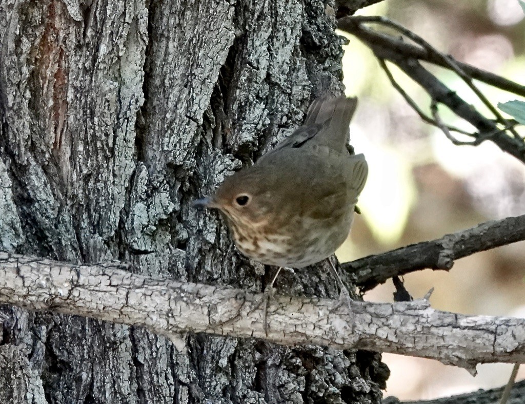 Swainson's Thrush (Russet-backed) - Rick Taylor