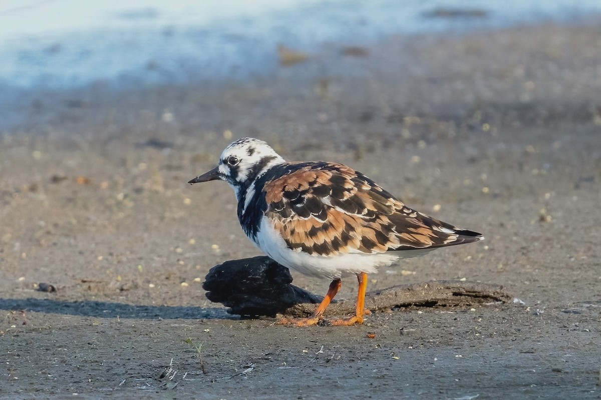 Ruddy Turnstone - ML619140184