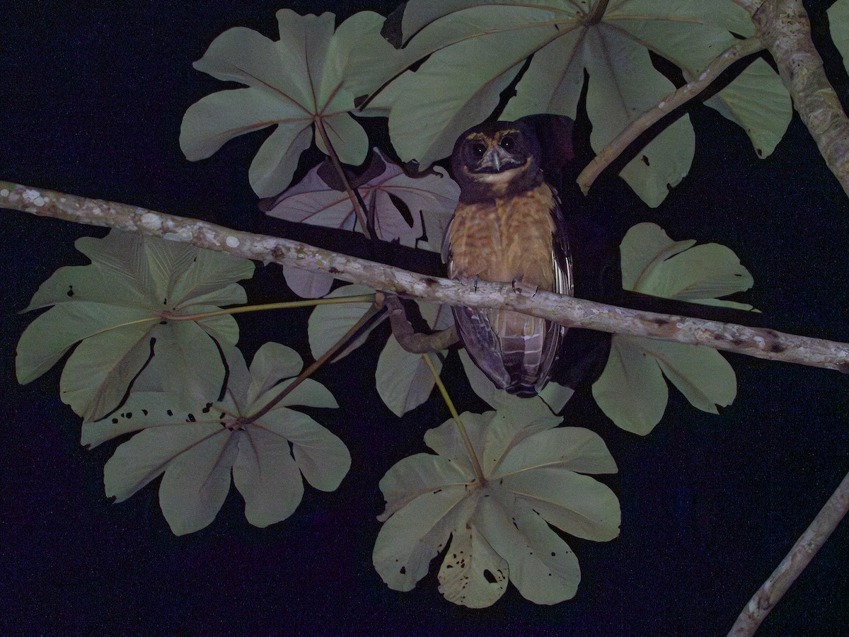 Tawny-browed Owl - Vitor Rolf Laubé