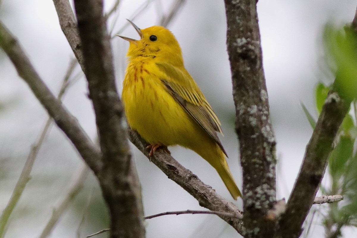 Yellow Warbler - william andermann