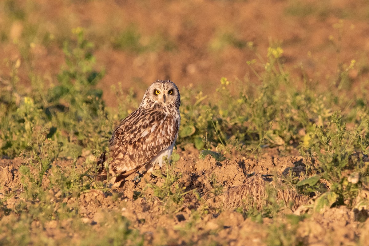 Short-eared Owl - Miguel Rodríguez Esteban