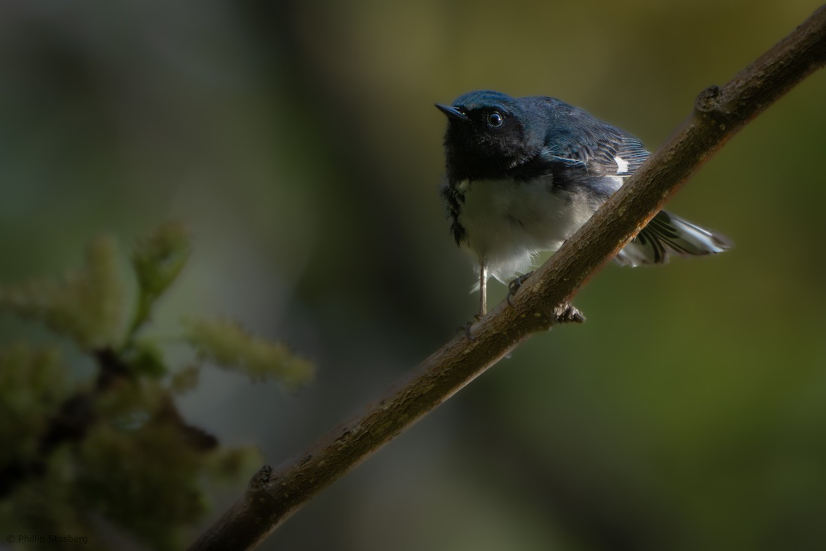 Black-throated Blue Warbler - ML619140203
