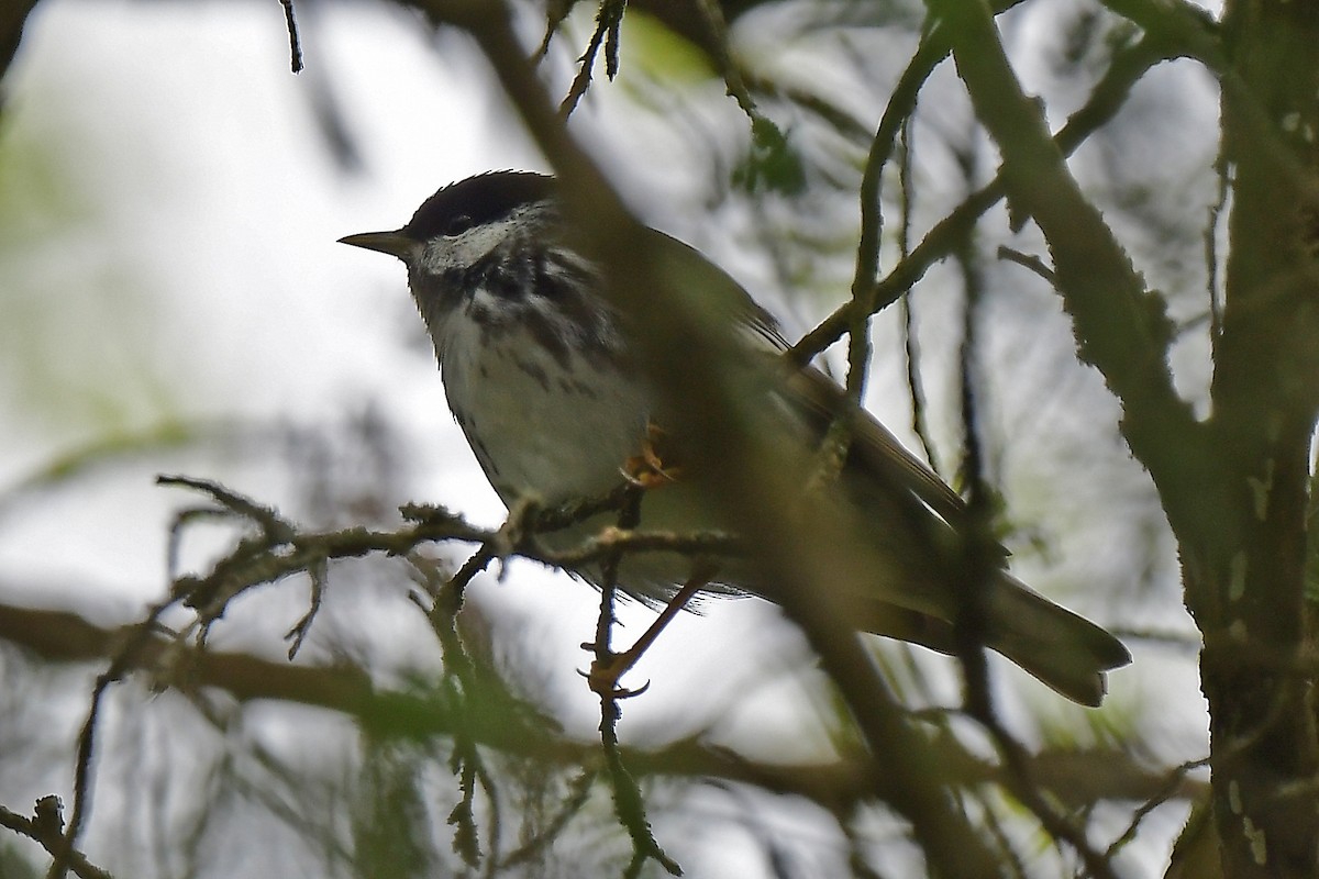 Blackpoll Warbler - Aubrey  Robson