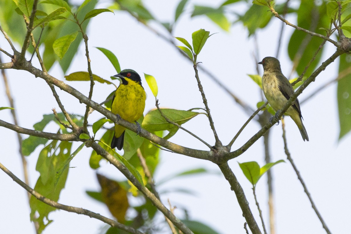 Yellow-bellied Dacnis - ML619140241