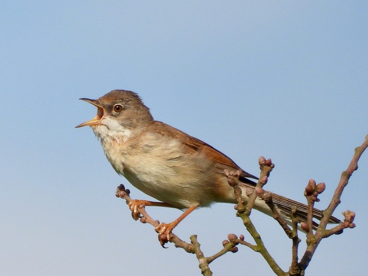 Greater Whitethroat - Will Kirby