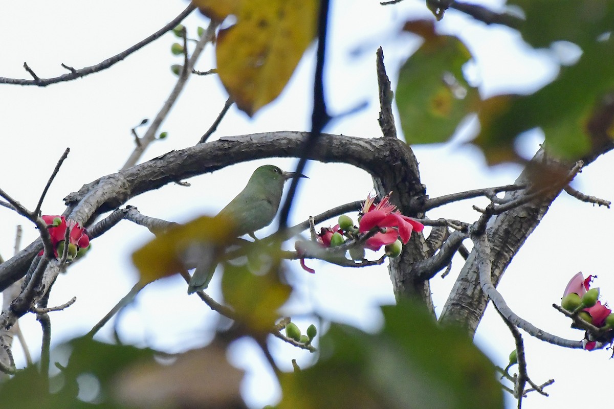 Blue-bearded Bee-eater - Sathish Ramamoorthy