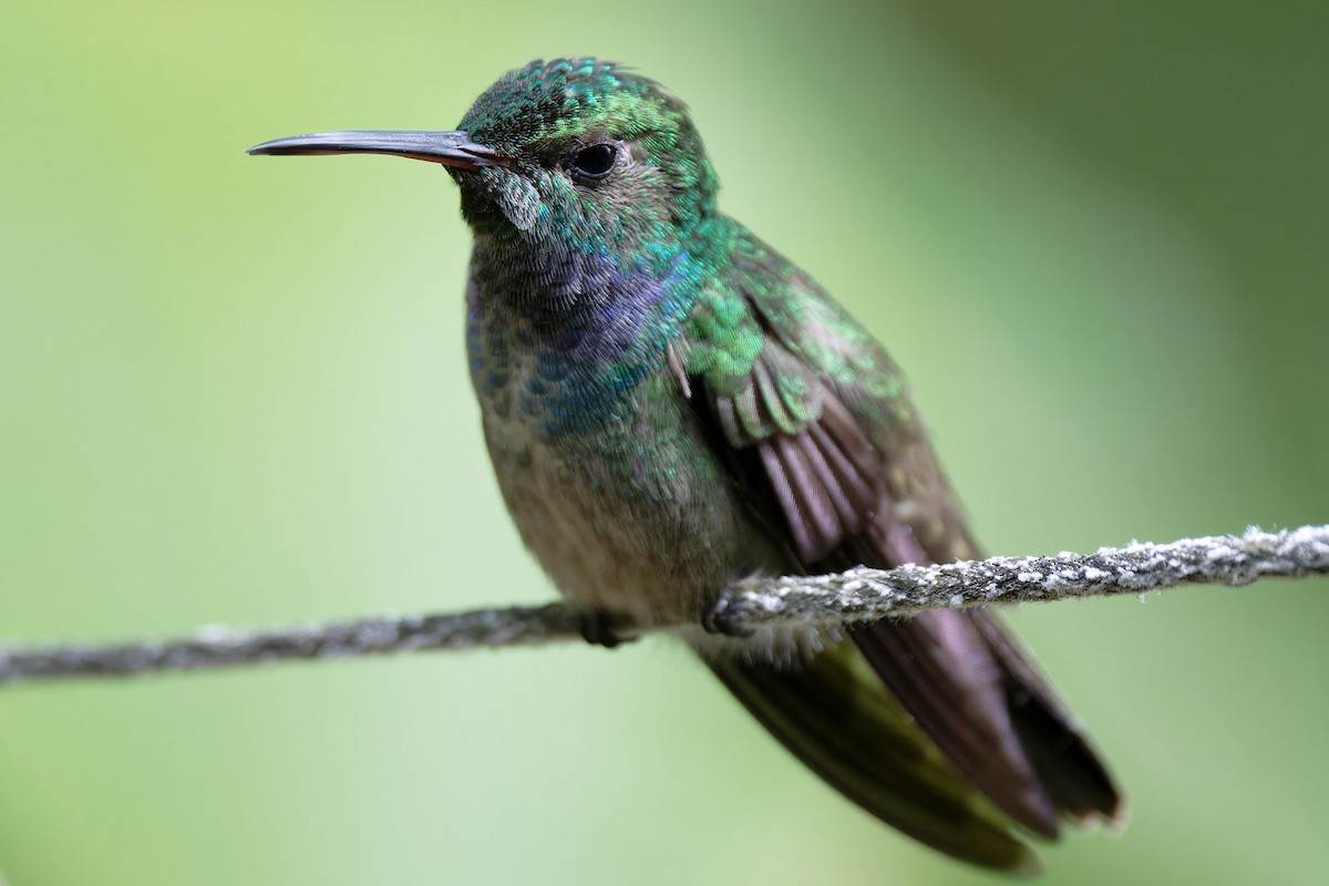 Blue-chested Hummingbird - Zbigniew Wnuk