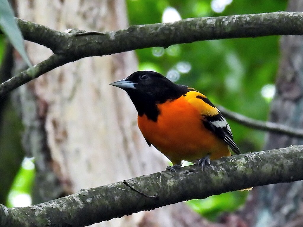 Baltimore Oriole - ML619140272
