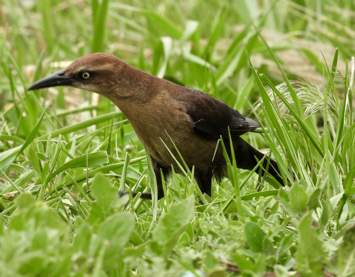 Great-tailed Grackle - Kyle Strode