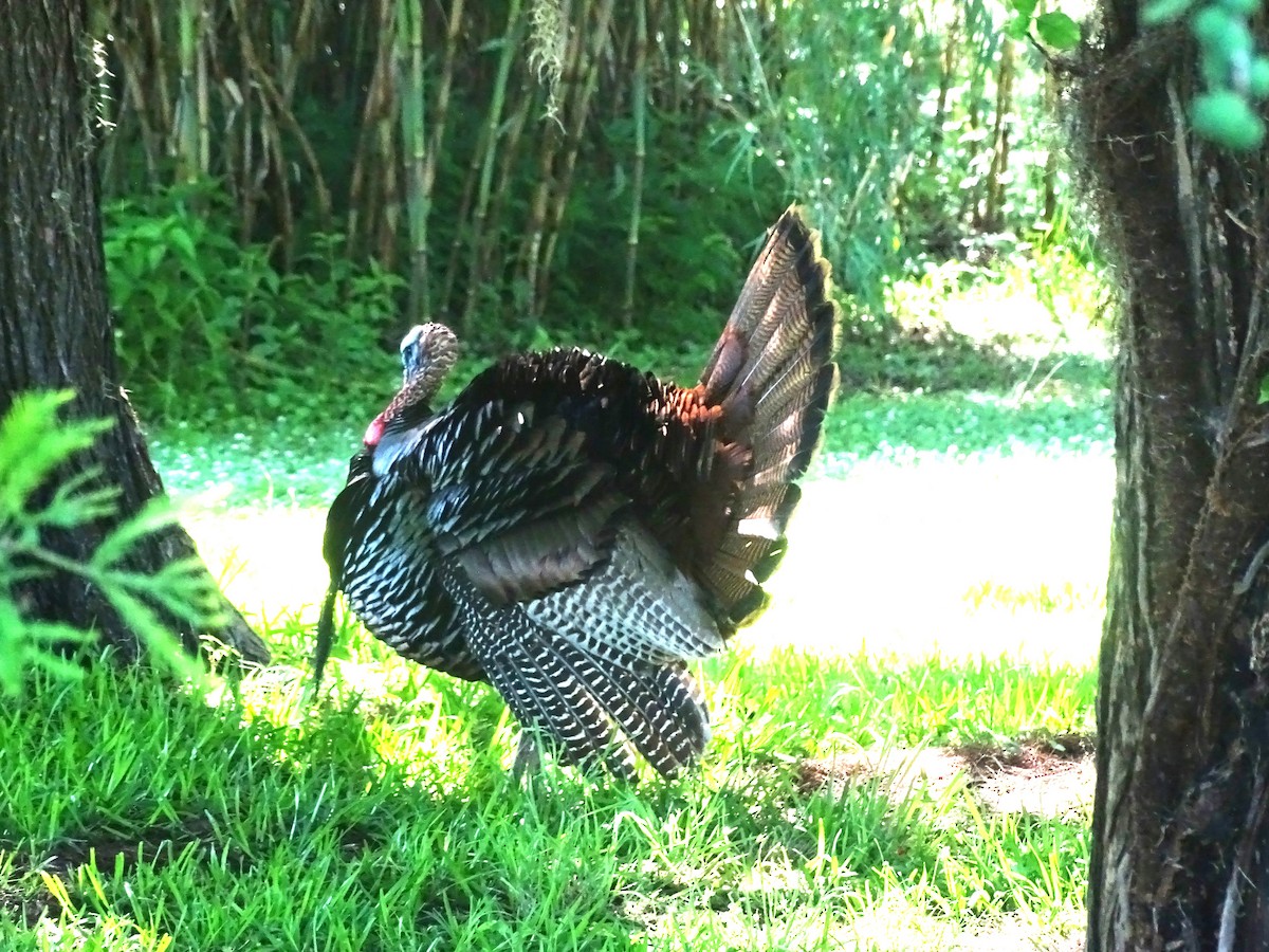 Wild Turkey - ML619140308