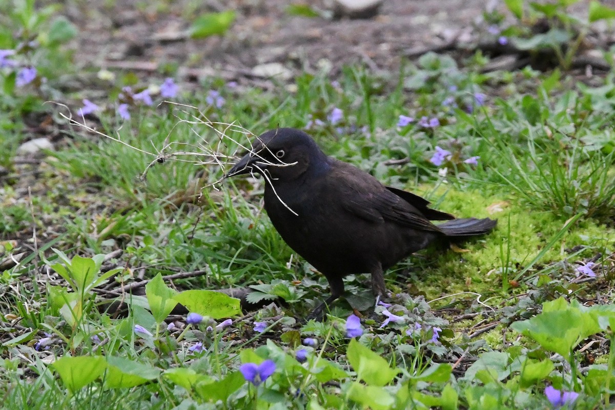 Common Grackle - Dan O'Brien