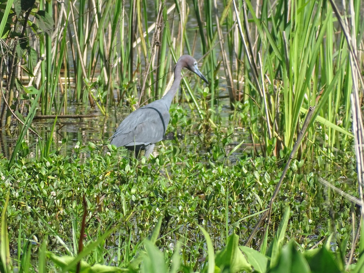 Little Blue Heron - ML619140335