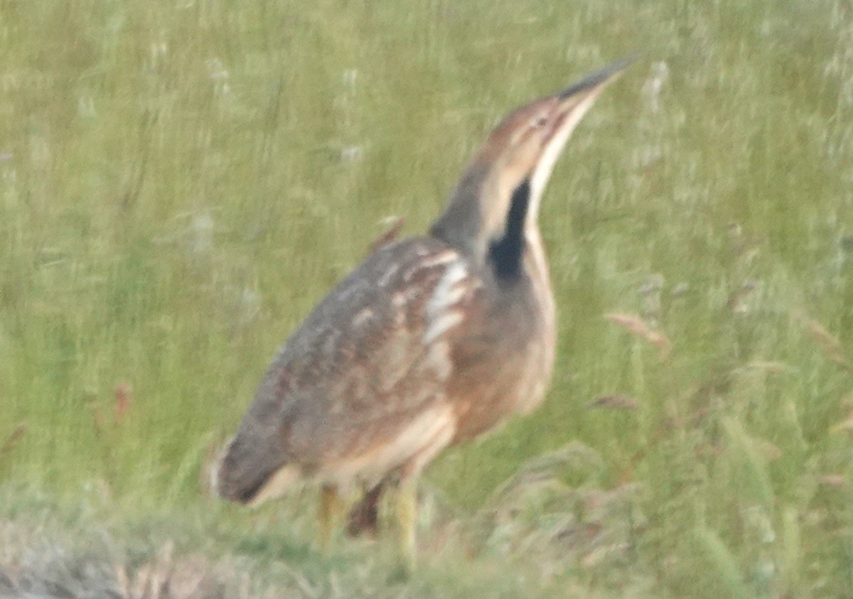 American Bittern - BettySue Dunn