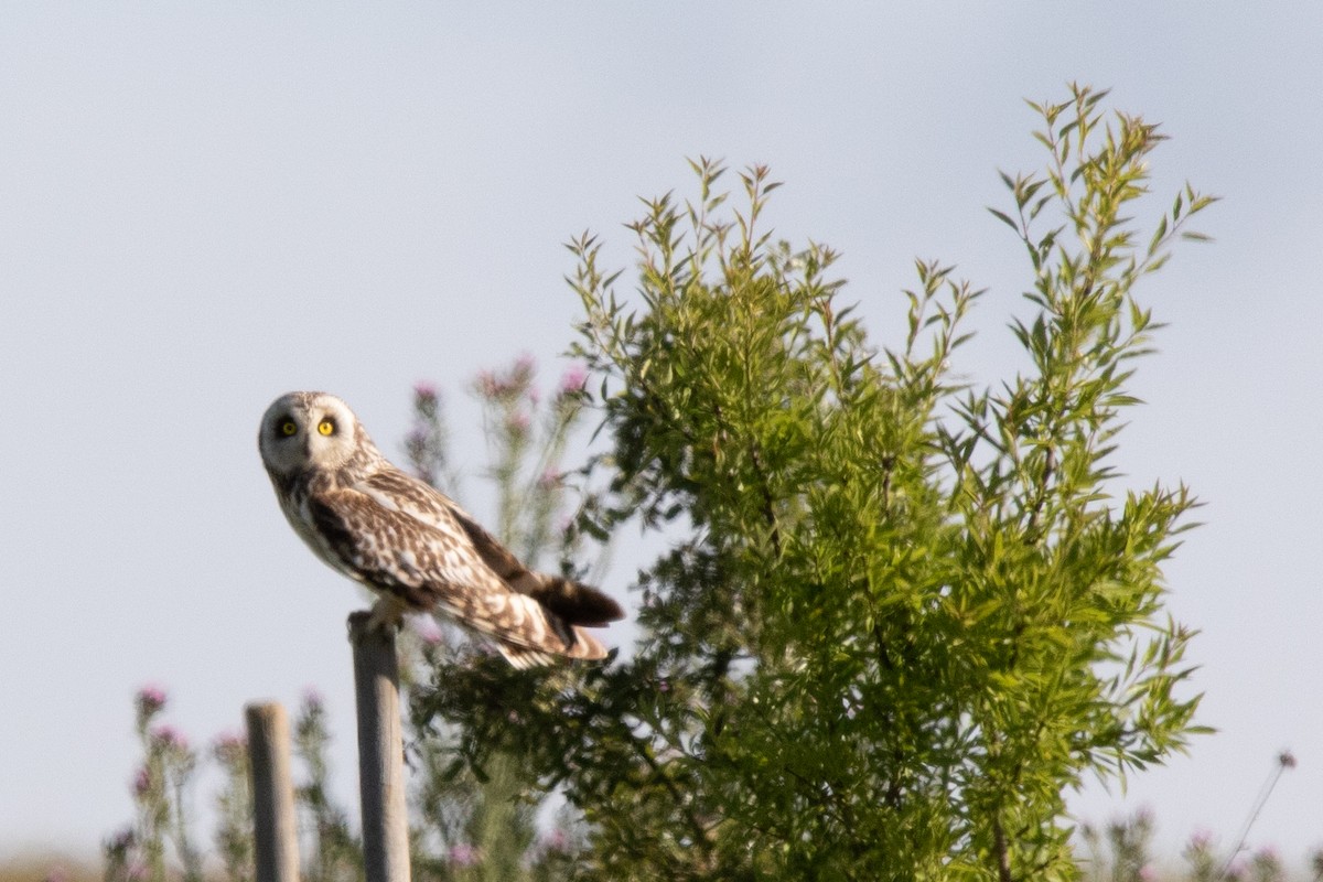 Short-eared Owl - Miguel Rodríguez Esteban