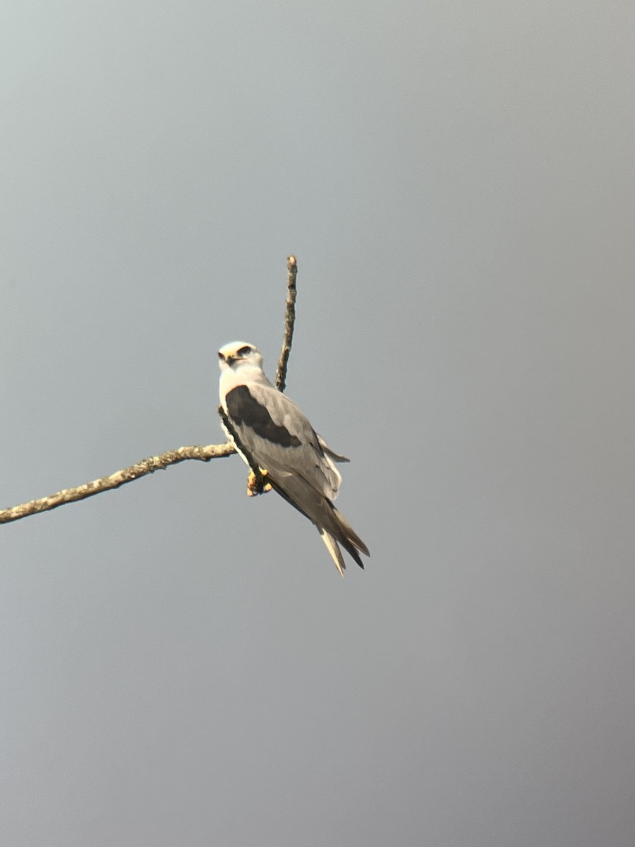 White-tailed Kite - Brenda Sánchez