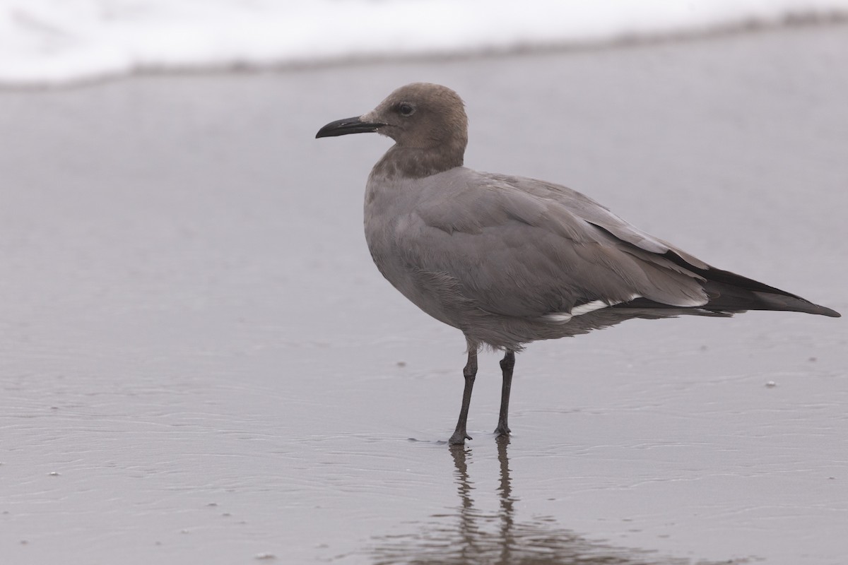 Gray Gull - Steven Dammer