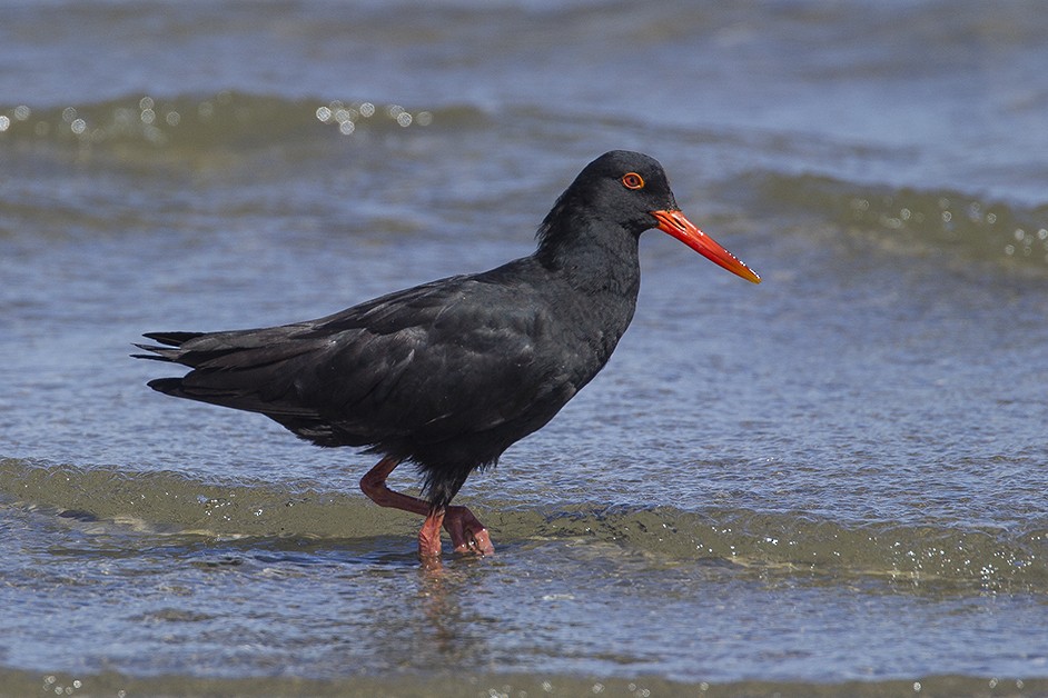 African Oystercatcher - Giovanni Conca
