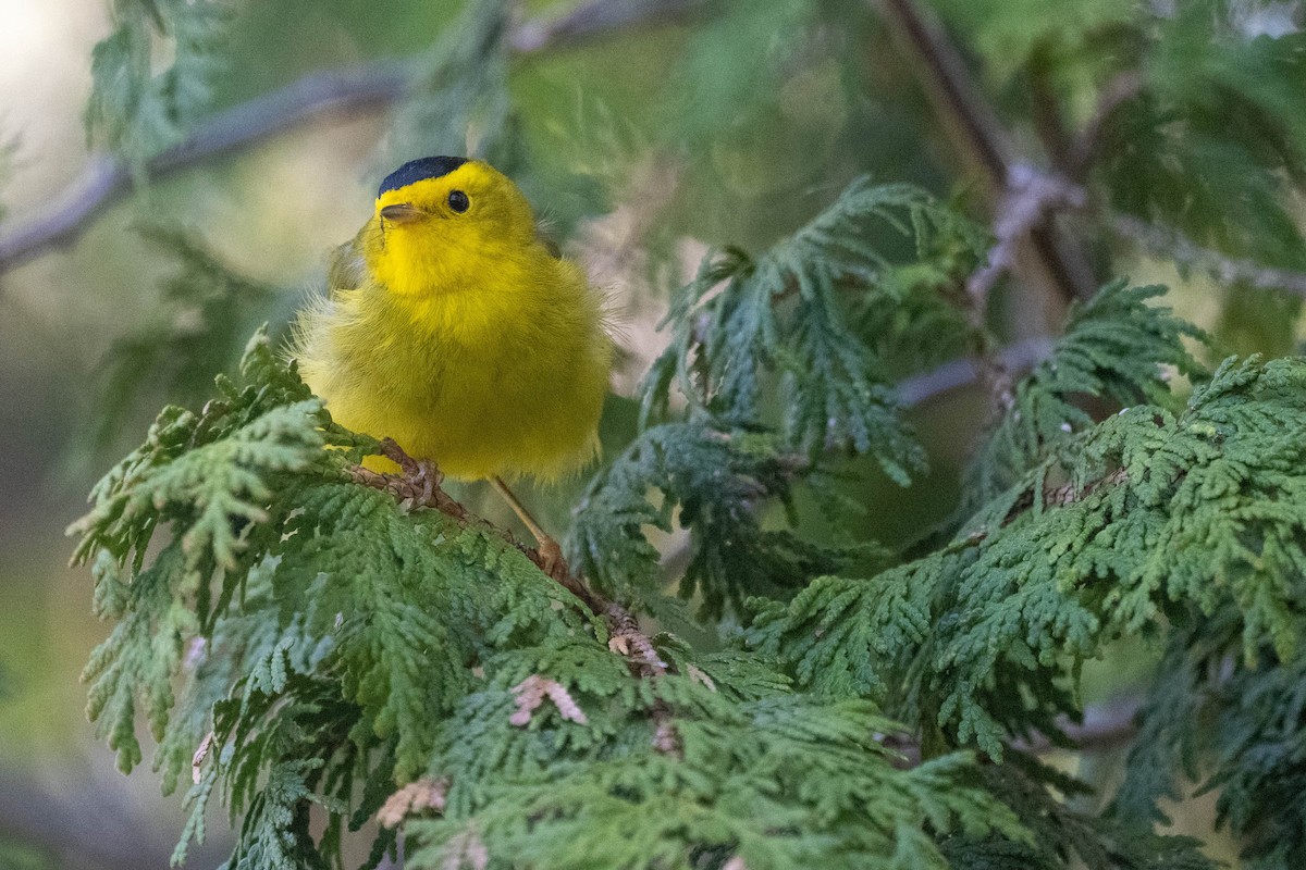 Wilson's Warbler - André Desrochers