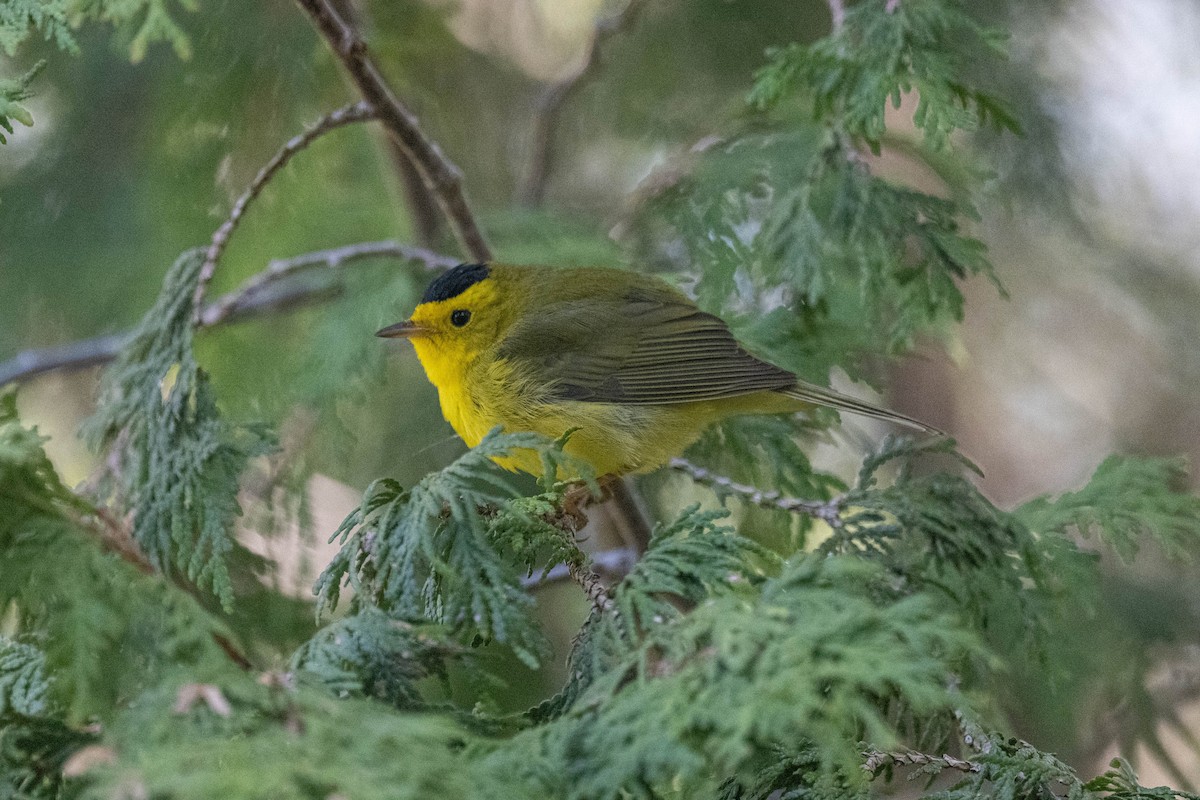 Wilson's Warbler - André Desrochers