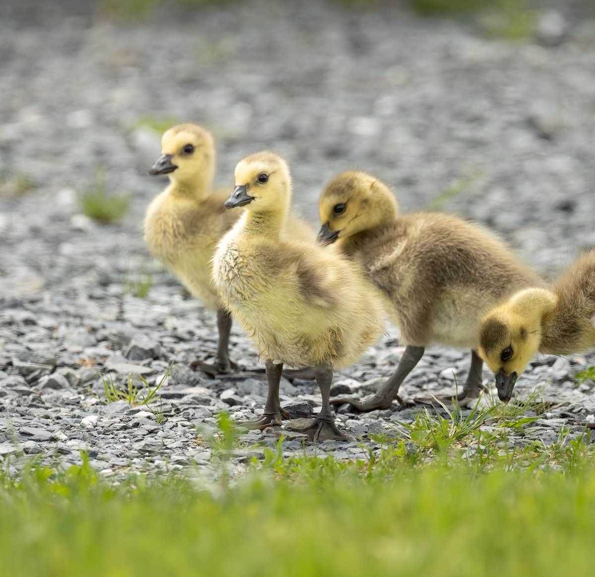 Canada Goose - Julie Paquette