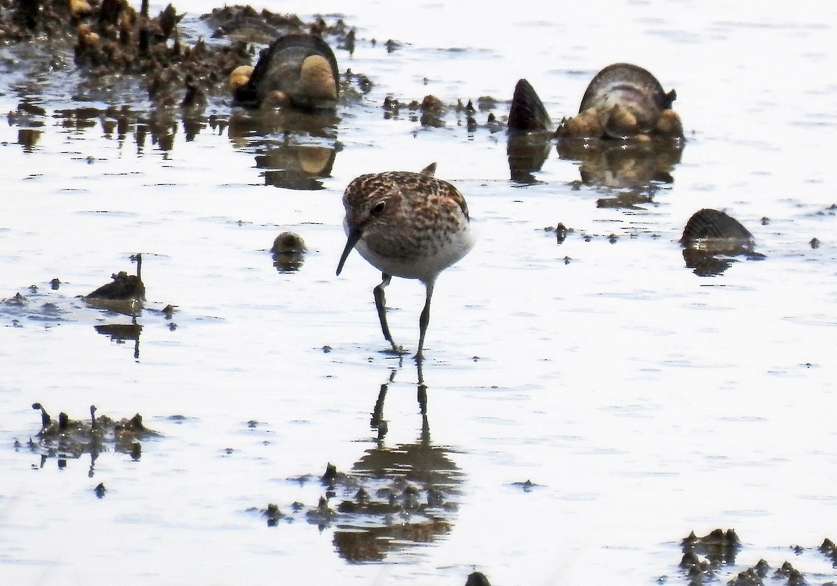 Least Sandpiper - Michael Oliver