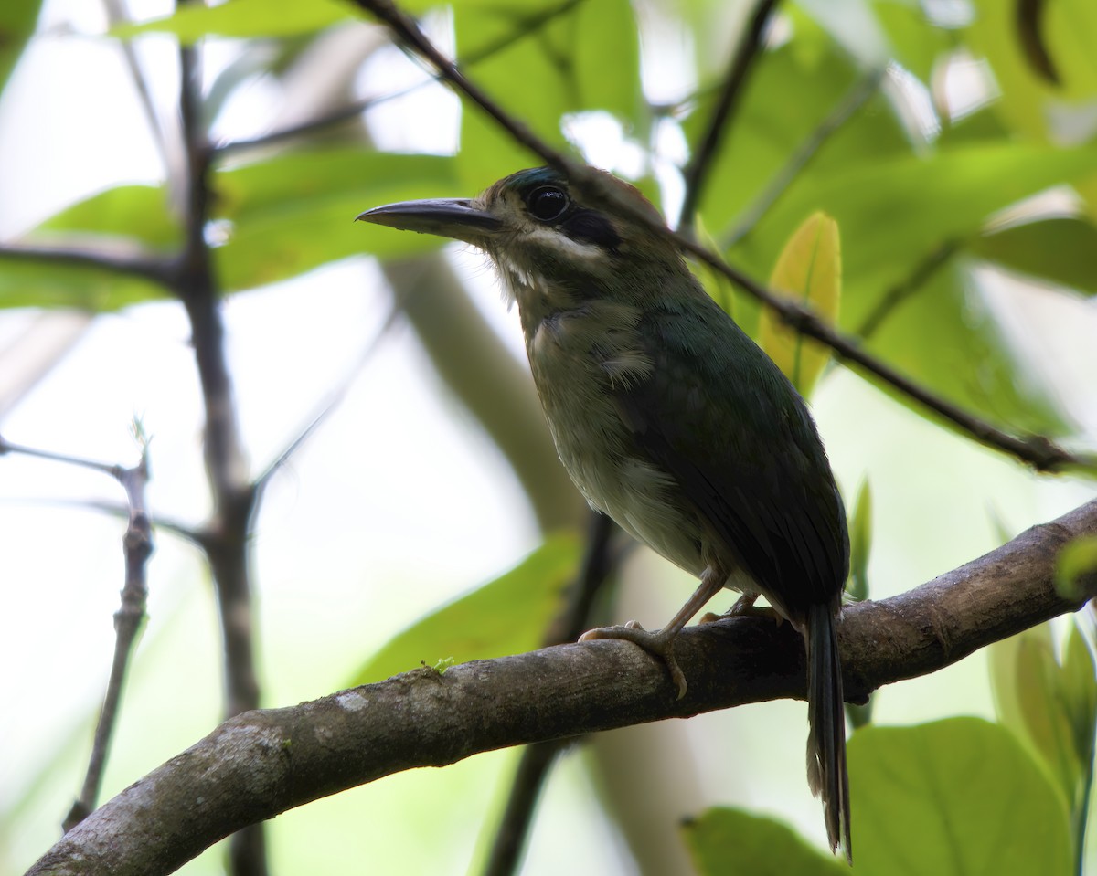 Tody Motmot - ML619140436