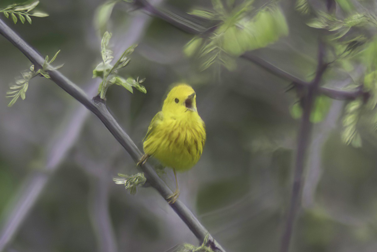 Yellow Warbler - Jim Tonkinson