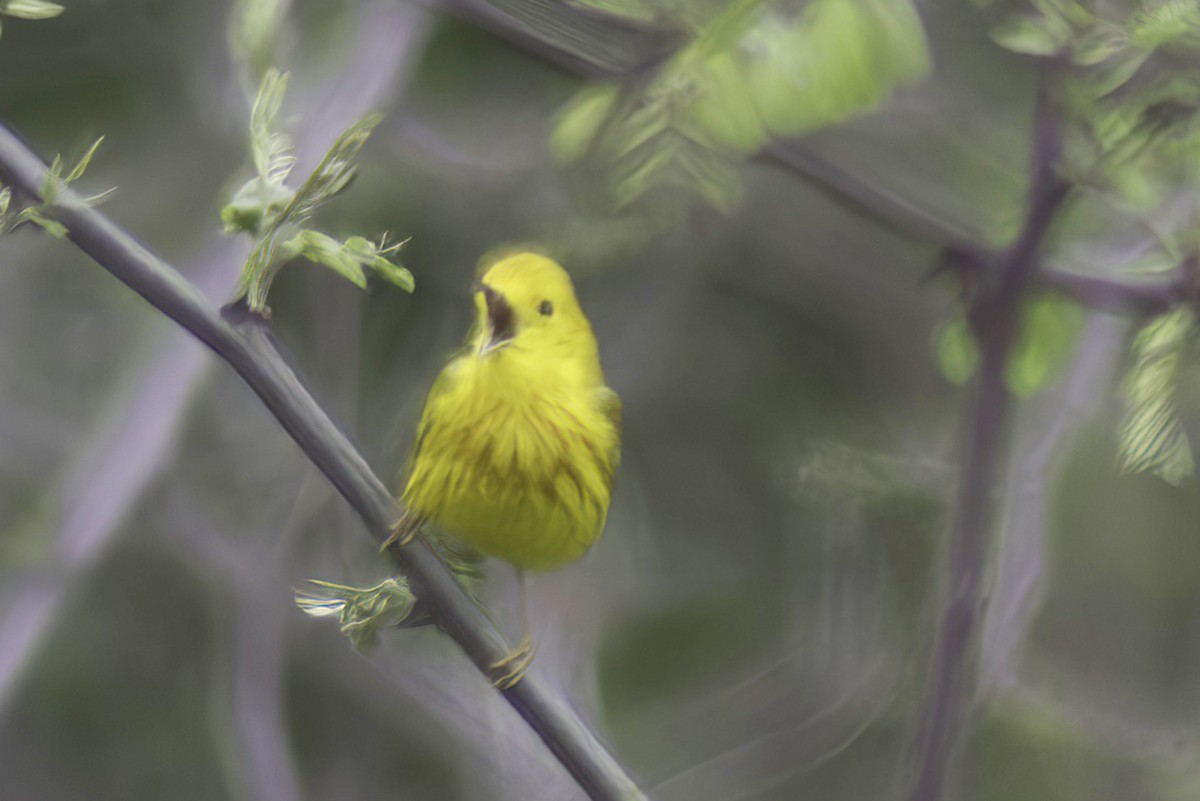 Yellow Warbler - Jim Tonkinson