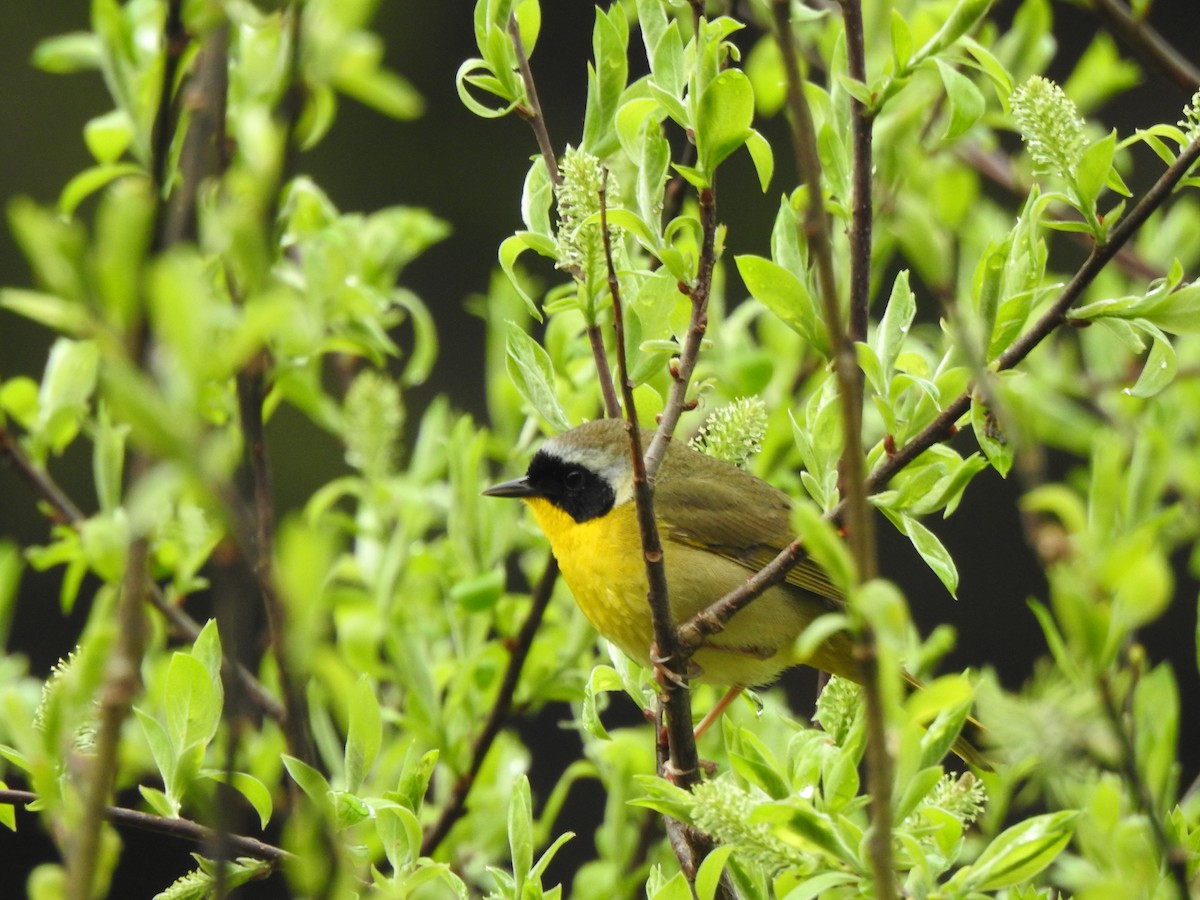 Common Yellowthroat - Michel Brossard