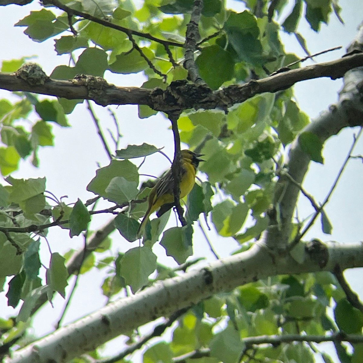 Orchard Oriole - Kevin Rybczynski