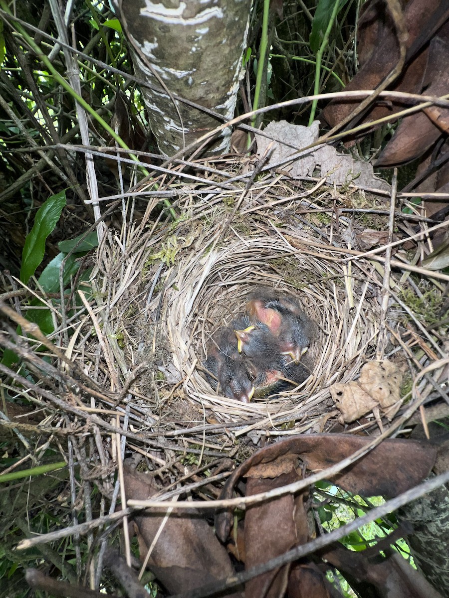 Brewer's Blackbird - ML619140488