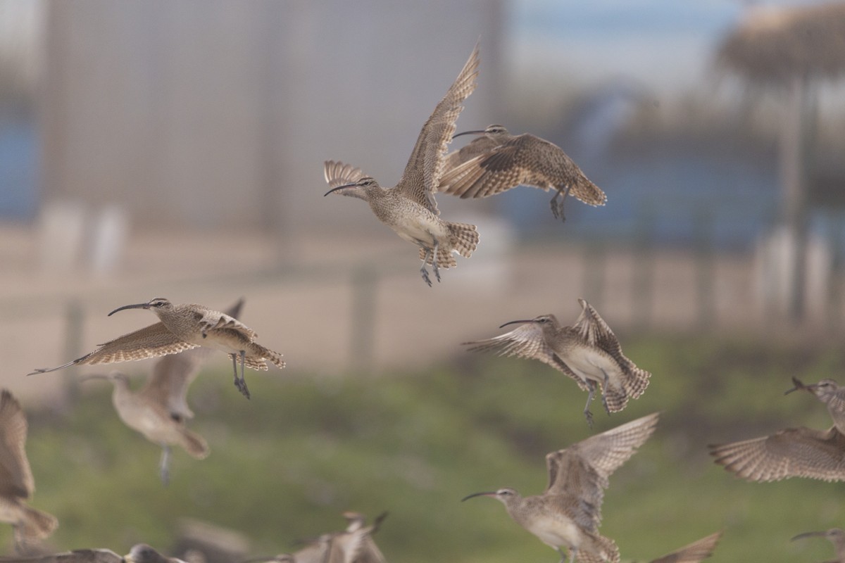 Whimbrel - Steven Dammer