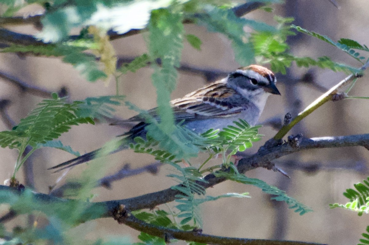 Chipping Sparrow - Tim DeJonghe