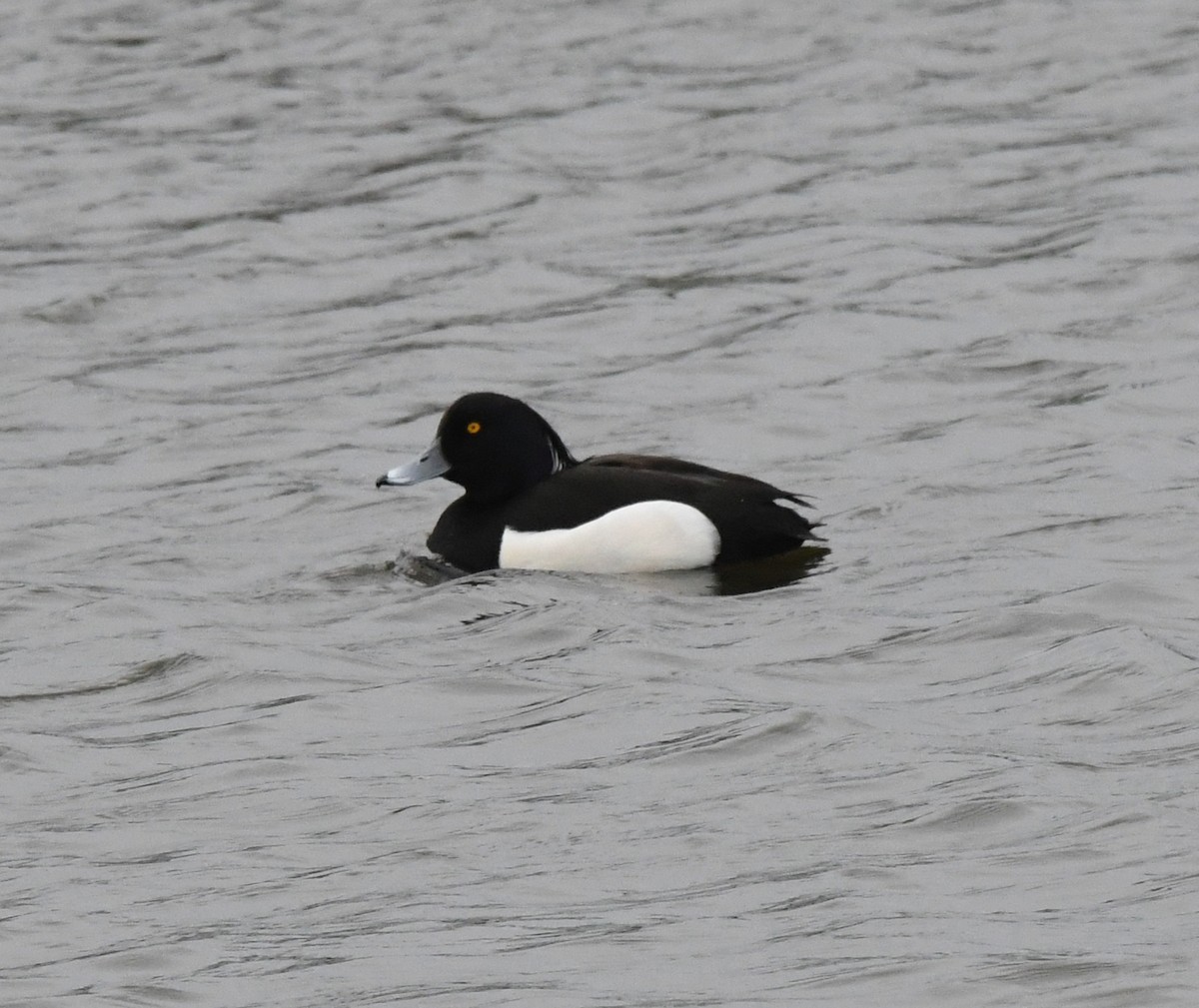 Tufted Duck - ML619140503