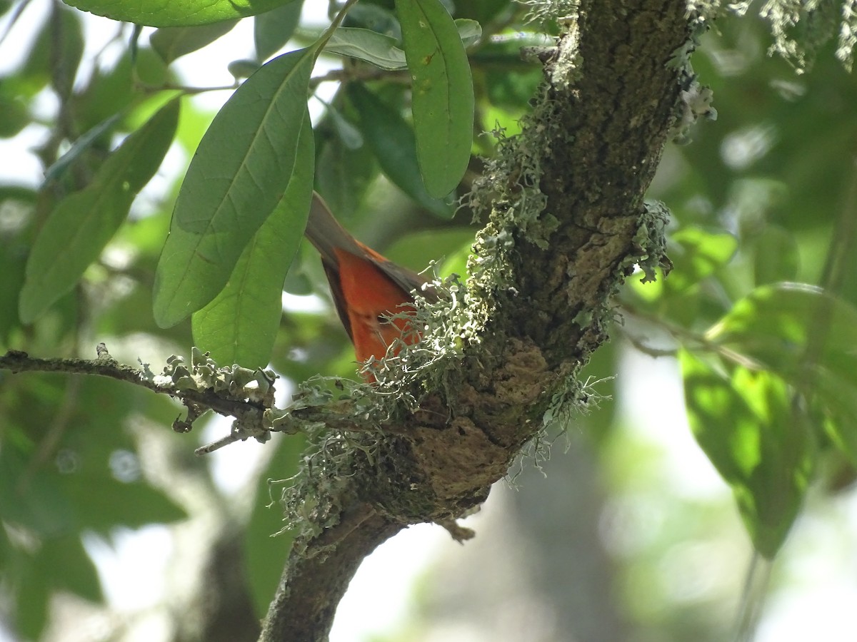 Painted Bunting - Susan Evanoff