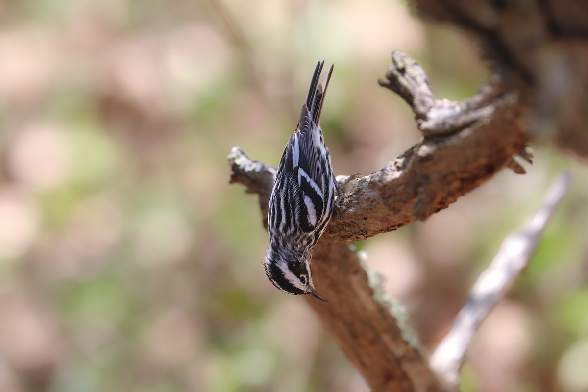 Black-and-white Warbler - ML619140514