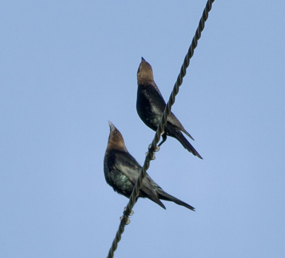 Brown-headed Cowbird - Tim DeJonghe