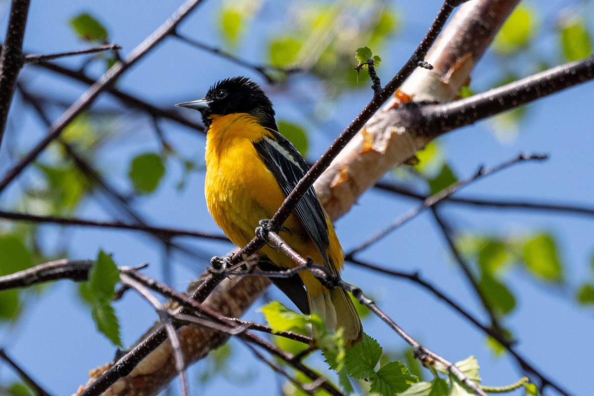 Baltimore Oriole - André Desrochers