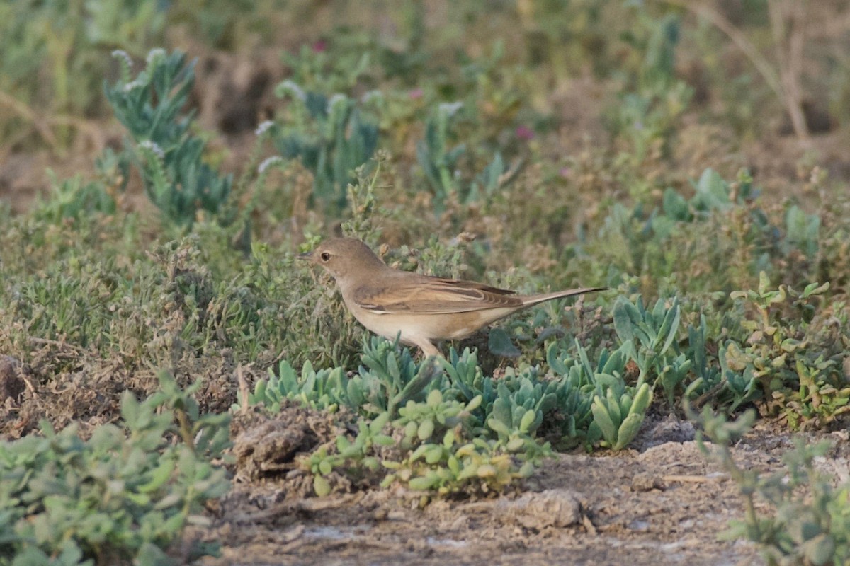 Isabelline Wheatear - ML619140520