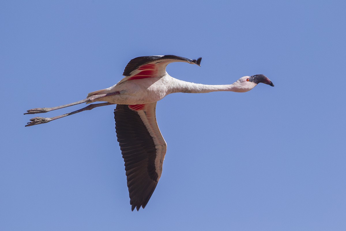 Lesser Flamingo - Giovanni Conca